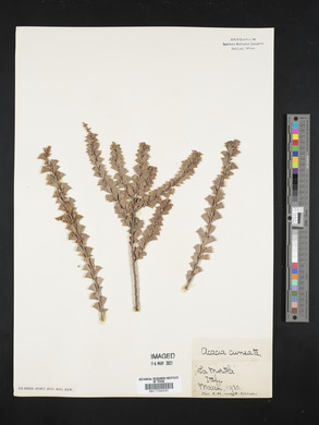 Image of Acacia cuneata