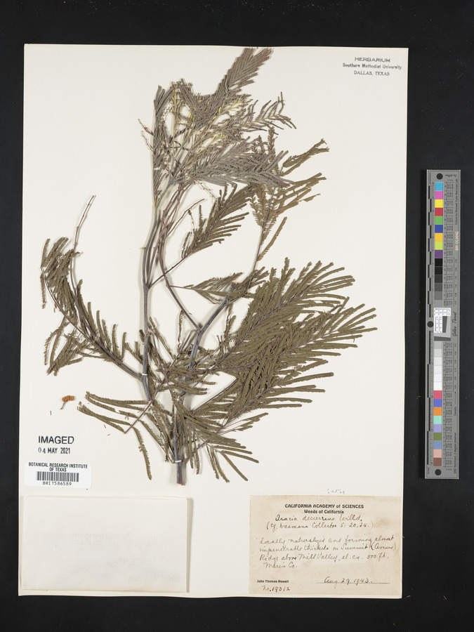 Acacia decurrens image