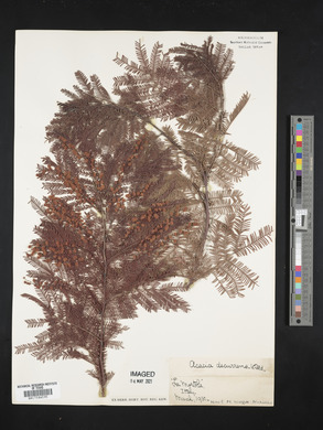 Acacia decurrens image