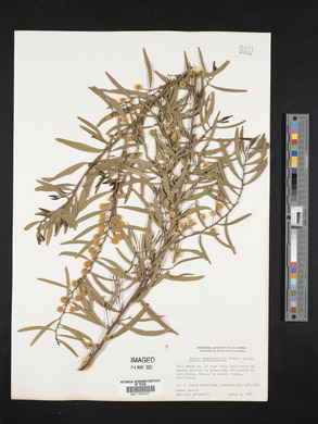 Acacia dodonaeifolia image