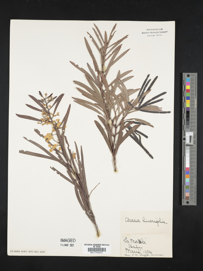 Acacia linearifolia image