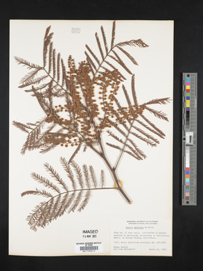 Acacia mearnsii image