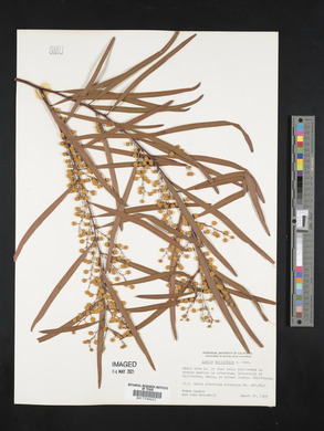 Acacia neriifolia image