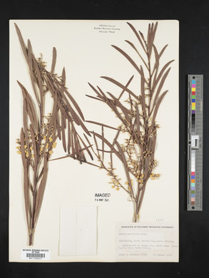 Acacia neriifolia image