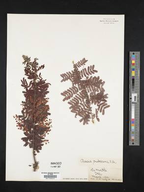 Acacia pubescens image