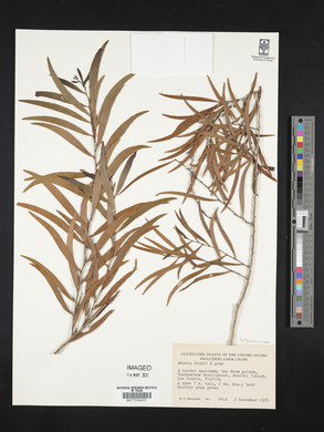 Acacia richii image