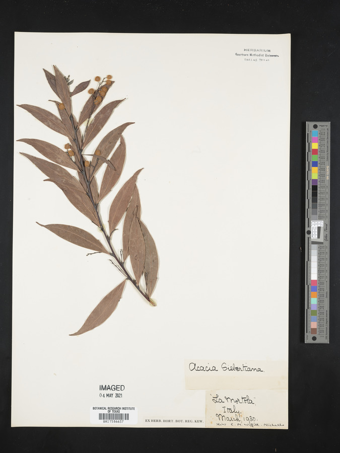 Acacia sieberiana image