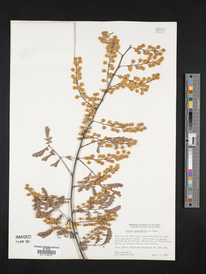 Acacia spectabilis image