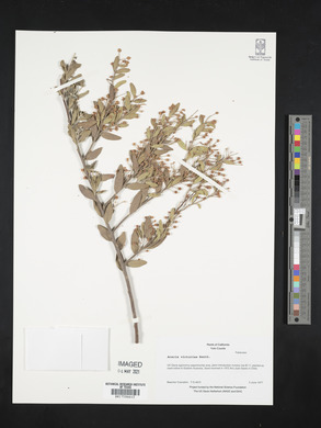 Acacia victoriae image