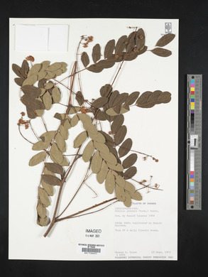 Albizia procera image