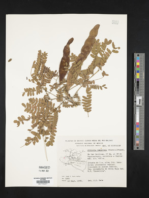 Albizia tomentosa image