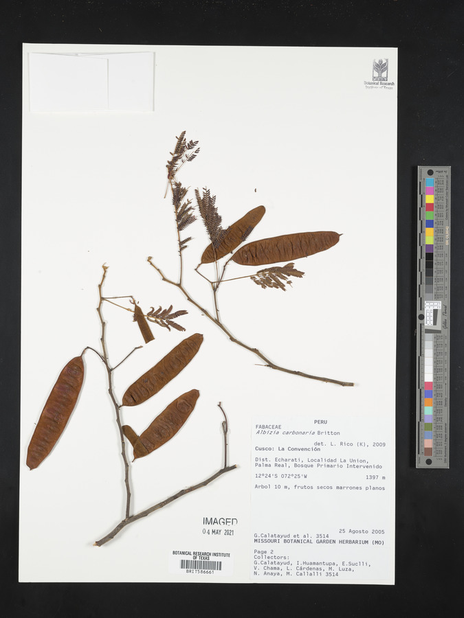 Albizia carbonaria image