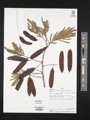 Albizia niopoides image