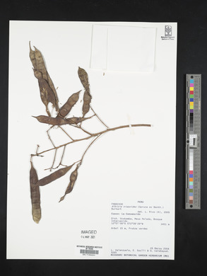 Albizia niopoides image