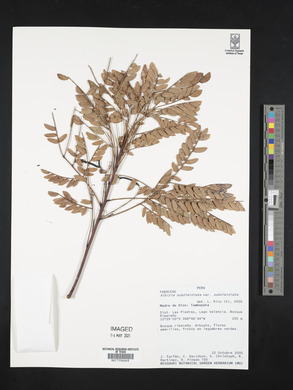 Albizia subdimidiata image