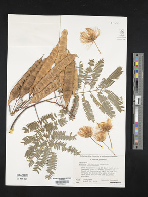 Albizia julibrissin image