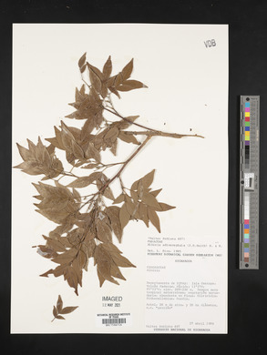Albizia adinocephala image