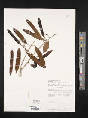 Albizia adinocephala image