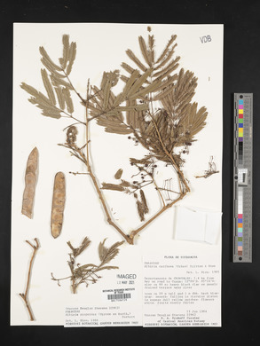 Albizia niopoides image