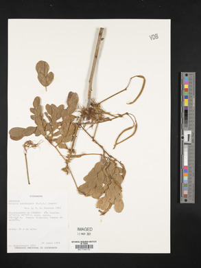 Albizia guachapele image