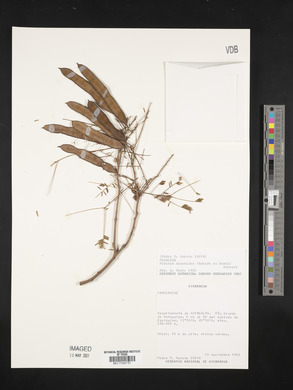 Albizia niopoides image