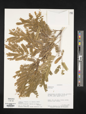 Albizia niopoides image
