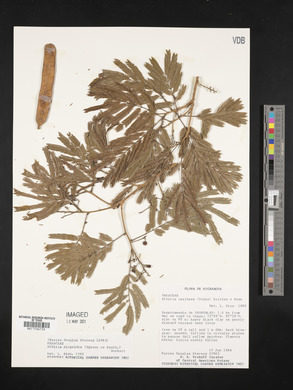 Albizia niopoides image