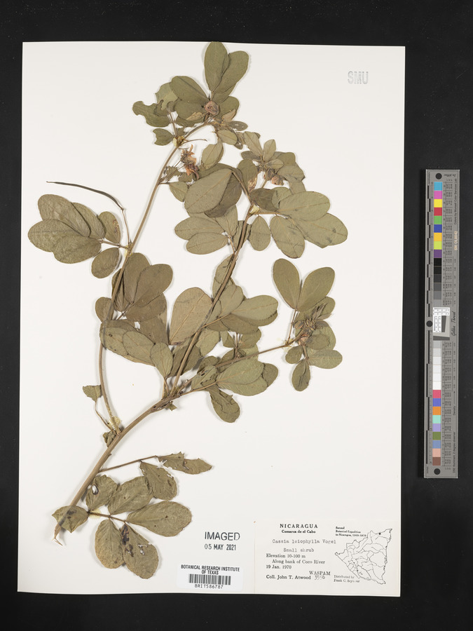 Senna leiophylla image