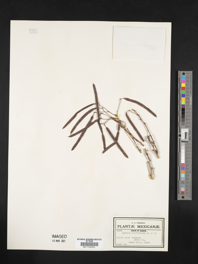 Cassia multiflora image