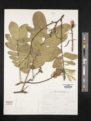 Cassia reticulata image