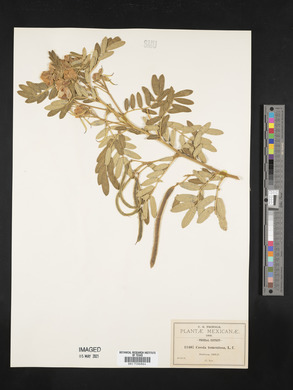 Cassia tomentosa image