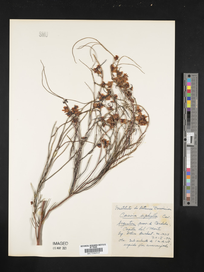Cassia aphylla image