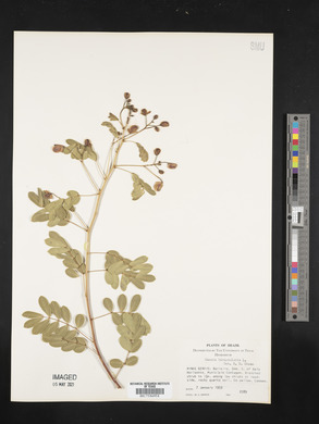 Cassia bicapsularis image