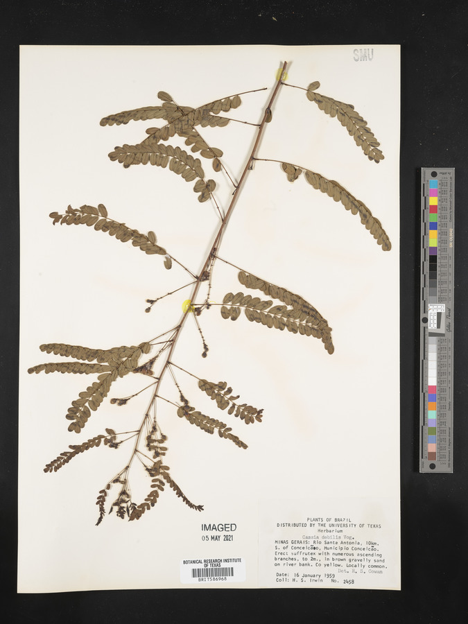 Chamaecrista debilis image
