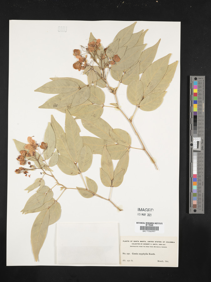 Cassia oxyphylla image