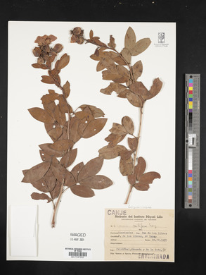 Cassia pilifera image