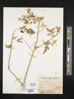 Cassia tomentosa image