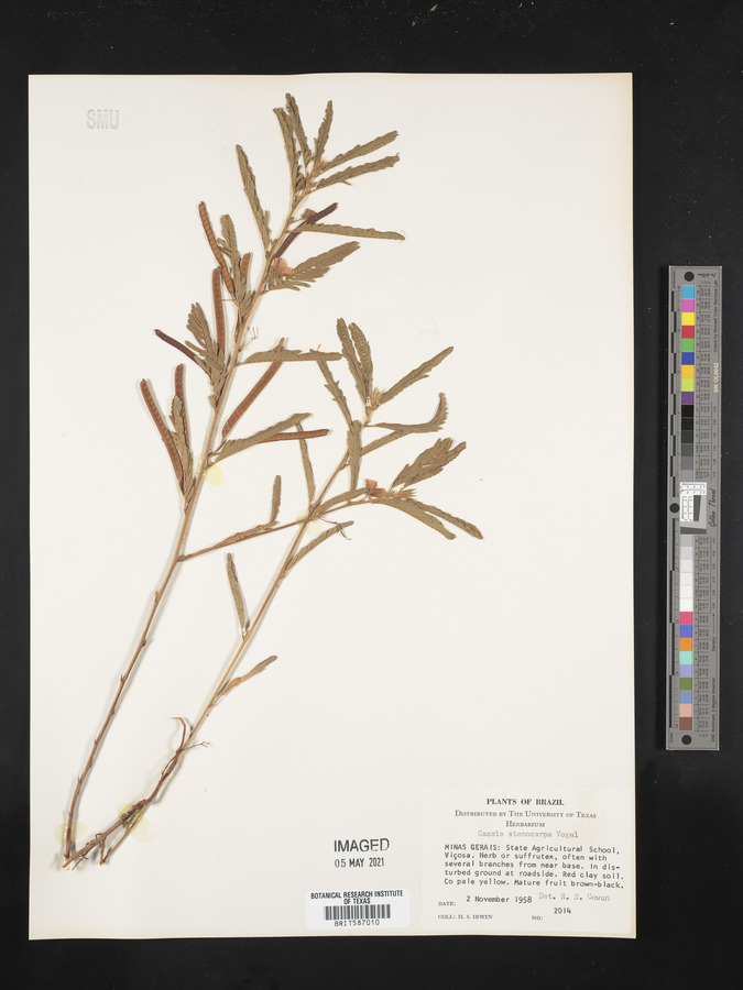 Cassia stenocarpa image