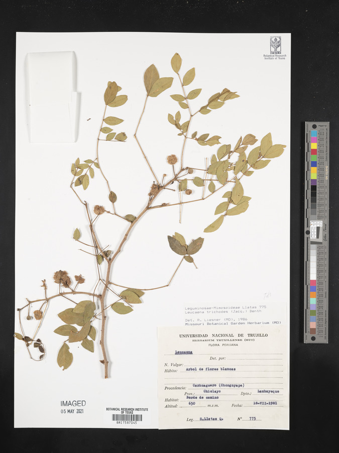 Leucaena trichodes image