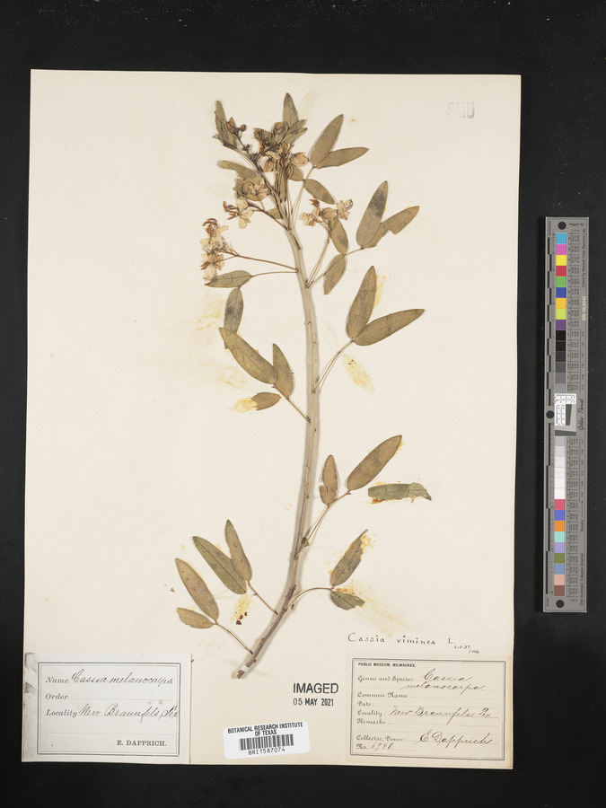 Senna viminea image