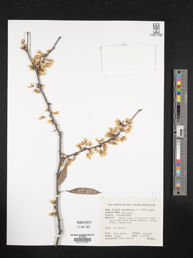 Cercis canadensis subsp. canadensis image