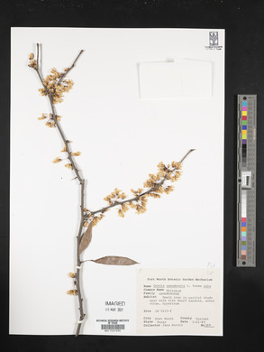 Cercis canadensis subsp. canadensis image