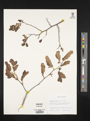 Dalbergia glabra image