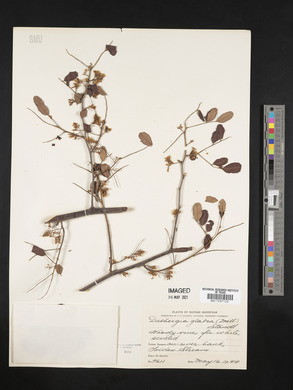 Dalbergia glabra image