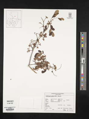 Dalbergia glabra image