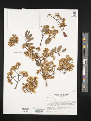 Dalbergia glomerata image