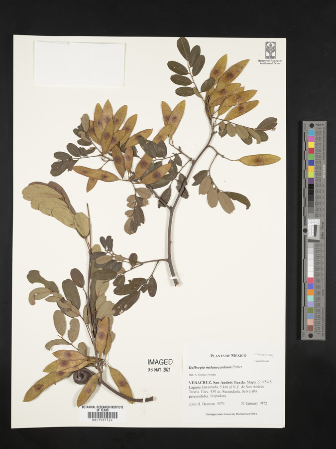 Dalbergia melanocardium image