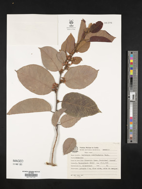 Dalbergia ecastaphyllum image