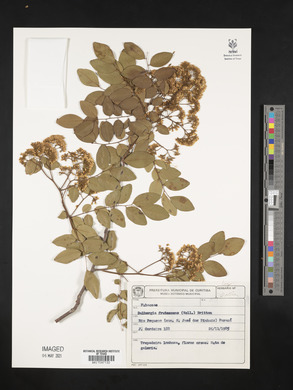 Dalbergia frutescens image