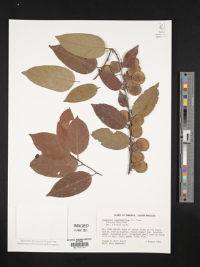 Dalbergia ecastaphyllum image